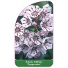 kalmia-latifolia-peppermint-1