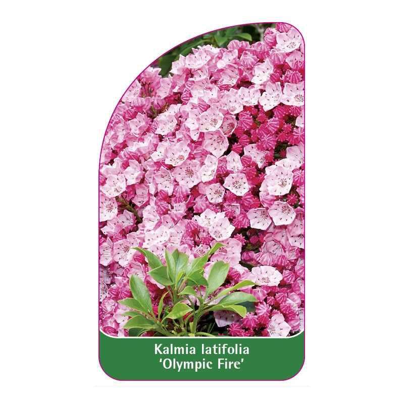 kalmia-latifolia-olympic-fire-1