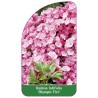 kalmia-latifolia-olympic-fire-1