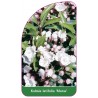 kalmia-latifolia-muras-1