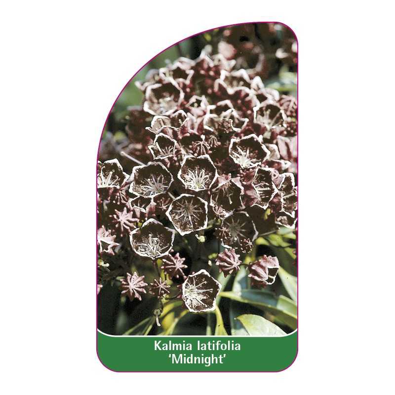 kalmia-latifolia-midnight-1