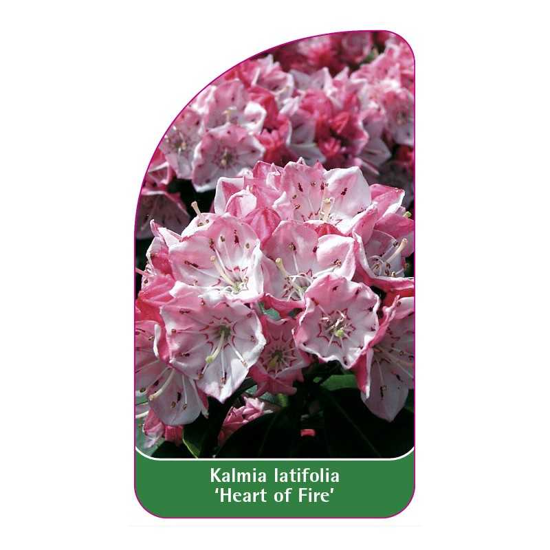 kalmia-latifolia-heart-of-fire-1