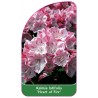 kalmia-latifolia-heart-of-fire-1