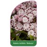 kalmia-latifolia-ginkona-1