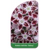 kalmia-latifolia-galaxy-b1