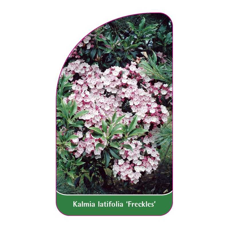 kalmia-latifolia-freckles-1