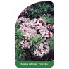 kalmia-latifolia-freckles-1