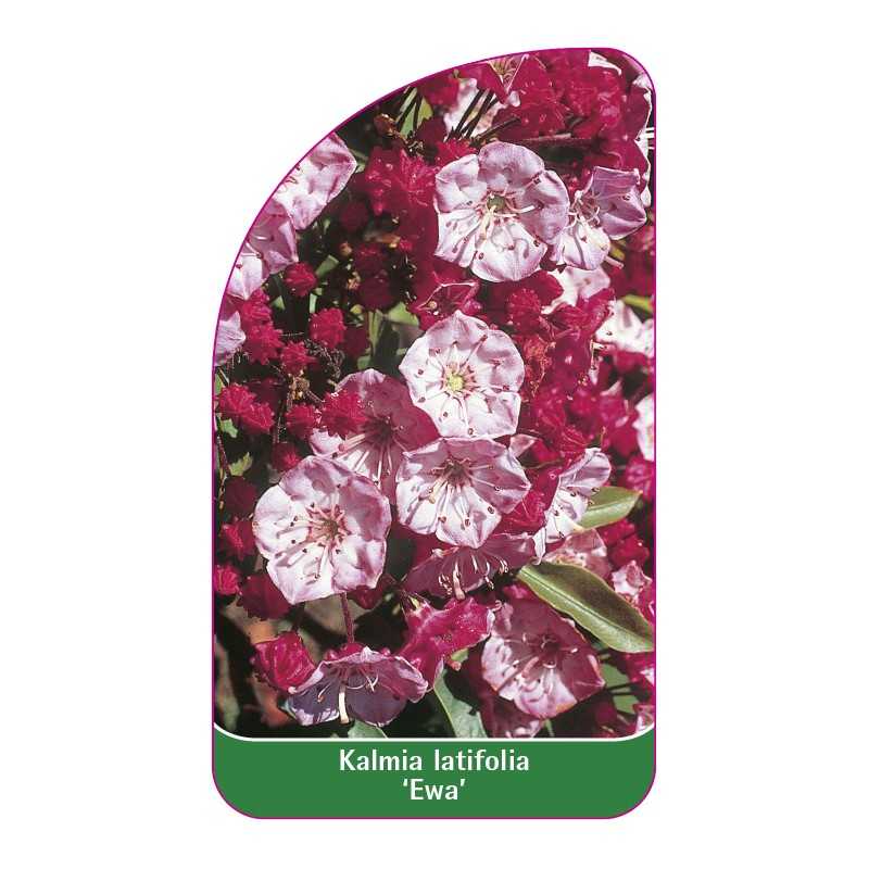 kalmia-latifolia-ewa-1