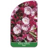 kalmia-latifolia-ewa-1