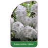 kalmia-latifolia-eskimo-1