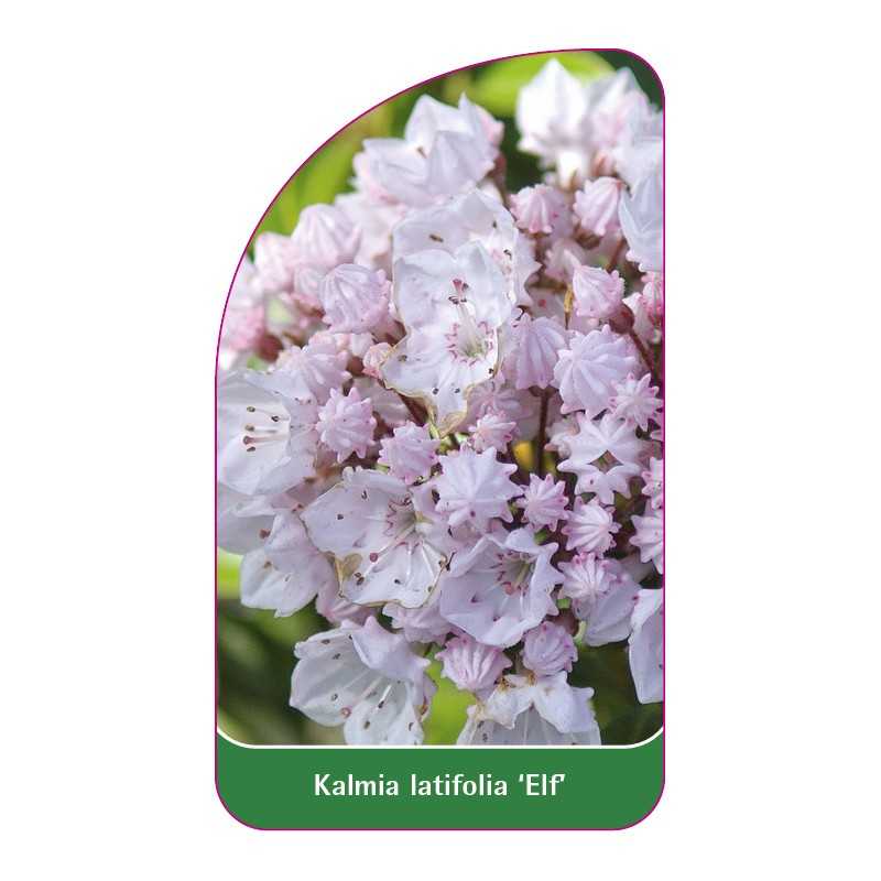 kalmia-latifolia-elf-b1