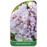 kalmia-latifolia-elf-b1