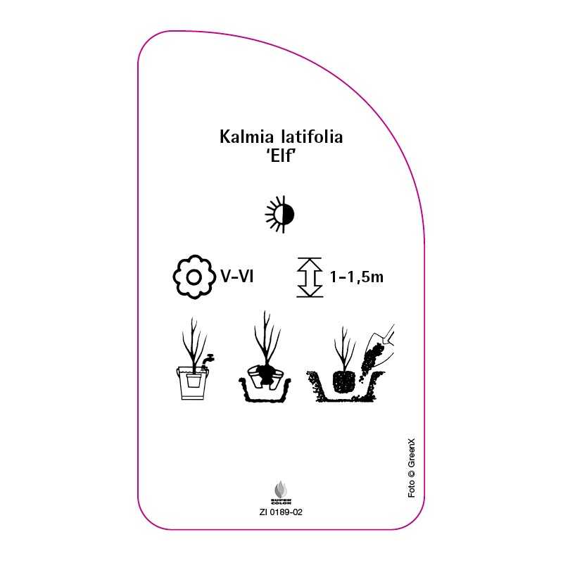 kalmia-latifolia-elf-b0