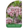 kalmia-latifolia-carousel-1