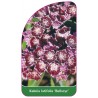 kalmia-latifolia-bullseye-1