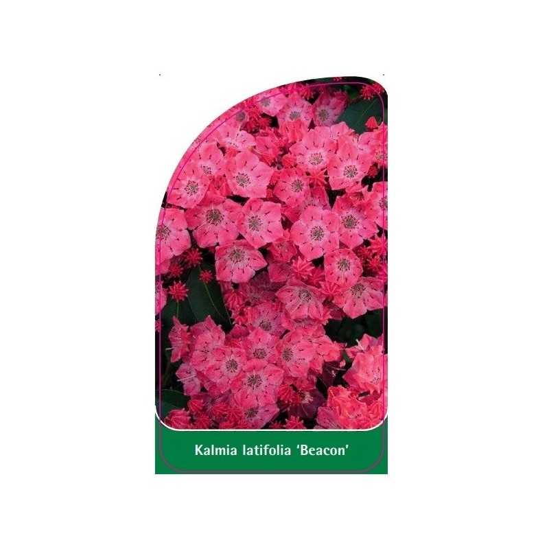 kalmia-latifolia-beacon-1