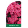 kalmia-latifolia-beacon-1