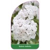 kalmia-latifolia1