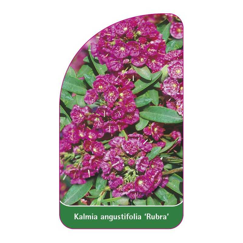 kalmia-angustifolia-rubra-1