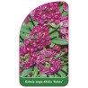 kalmia-angustifolia-rubra-1