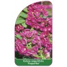 kalmia-angustifolia-purpurflor-1