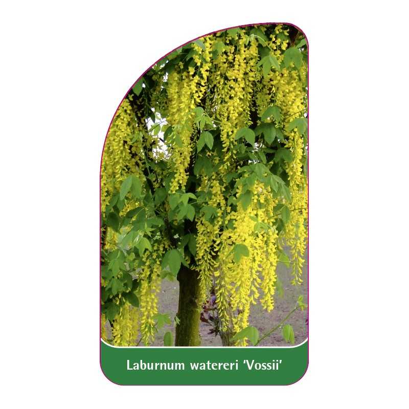 laburnum-wateri-vossii-jumbo1