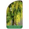 laburnum-wateri-vossii-jumbo1