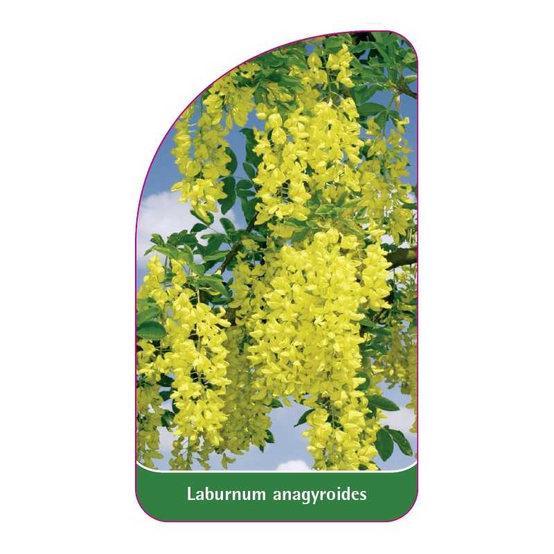 laburnum-anagyroides1