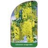 laburnum-anagyroides1