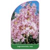 lagerstroemia-rosa-a1