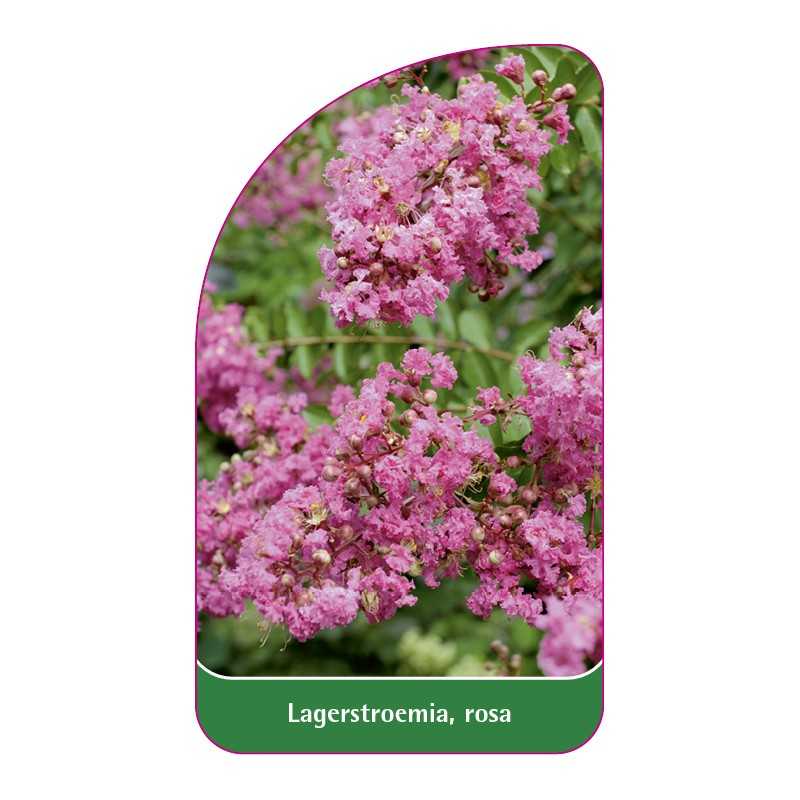 lagerstroemia-rosa-b1