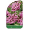 lagerstroemia-rosa-b1