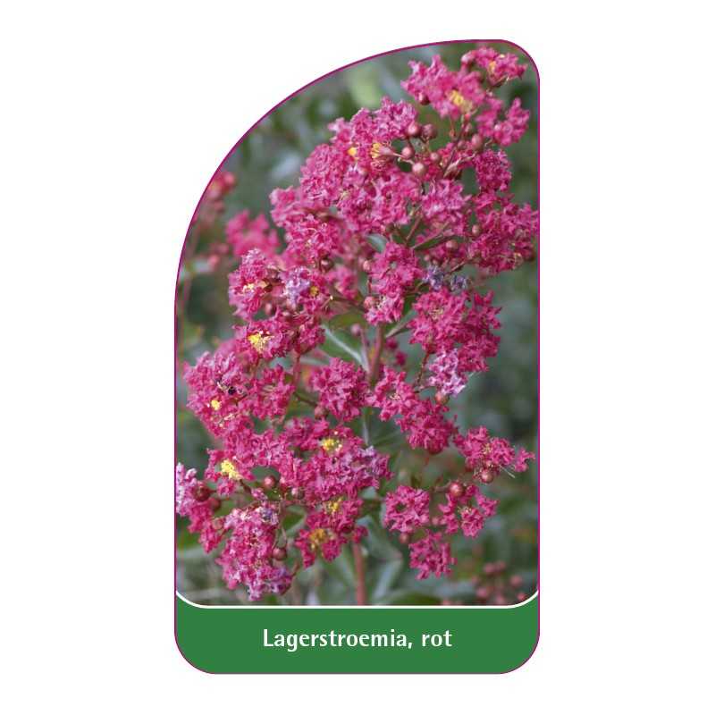 lagerstroemia-rot1