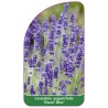 lavandula-angustifolia-dwarf-blue-1