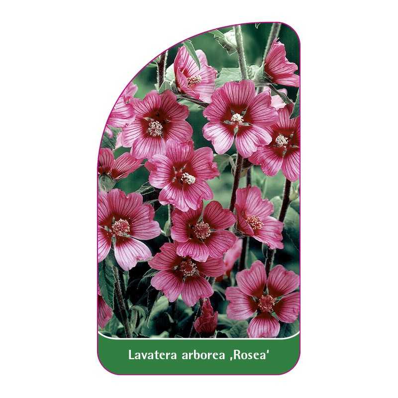 lavatera-arborea-rosea-1