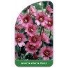 lavatera-arborea-rosea-1