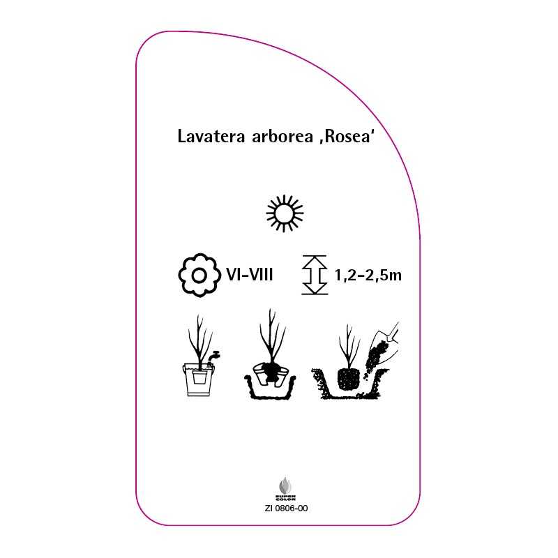 lavatera-arborea-rosea-0