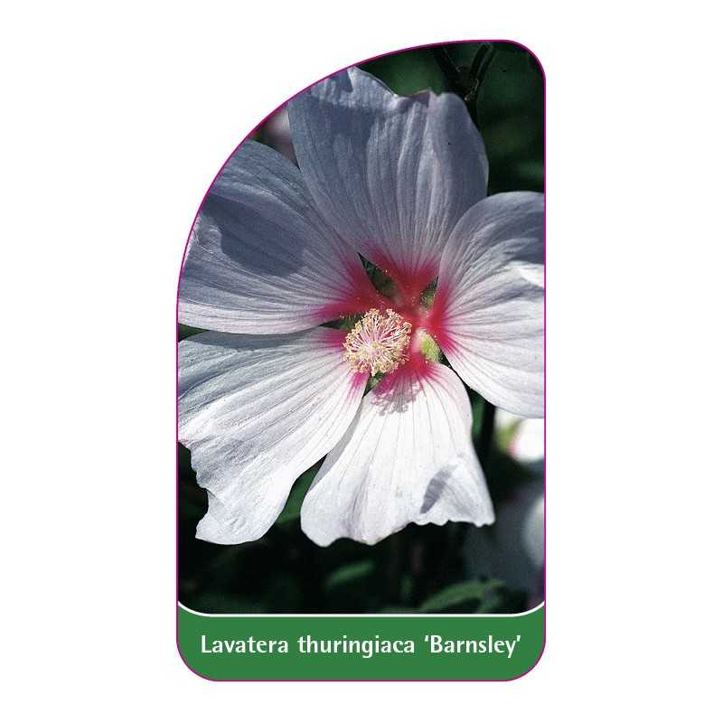 lavatera-thuringiaca-barnsley-1