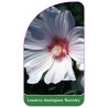 lavatera-thuringiaca-barnsley-1