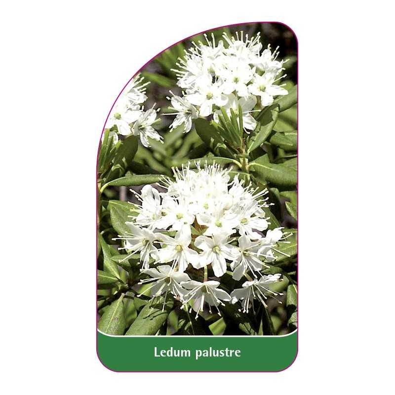 ledum-palustre1