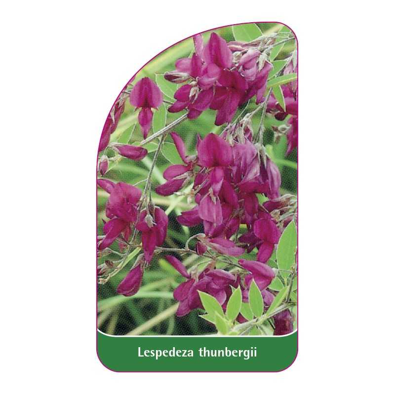 lespedeza-thunbergii1