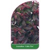 leucothoe-little-fire-1