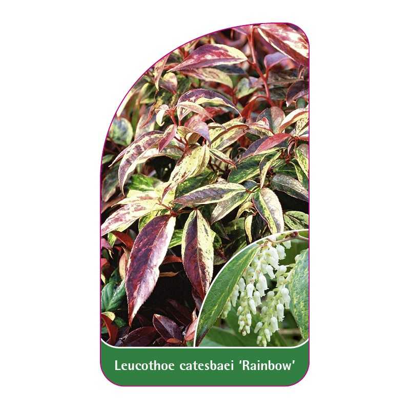 leucothoe-catesbaei-rainbow-1