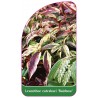 leucothoe-catesbaei-rainbow-1