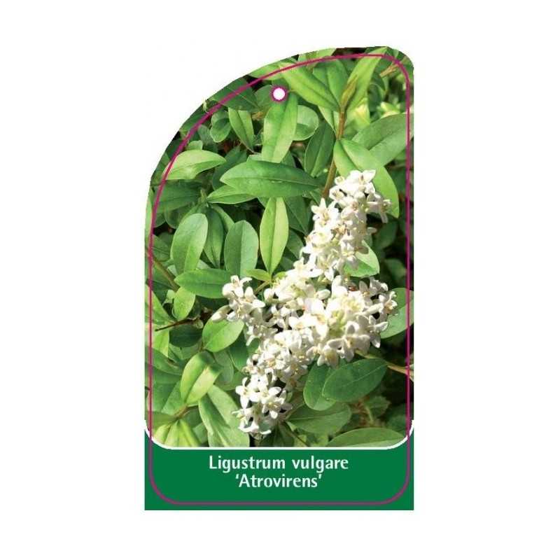 ligustrum-vulgare-atrovirens-1