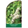 ligustrum-vulgare-atrovirens-1