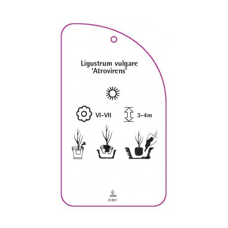 ligustrum-vulgare-atrovirens-0