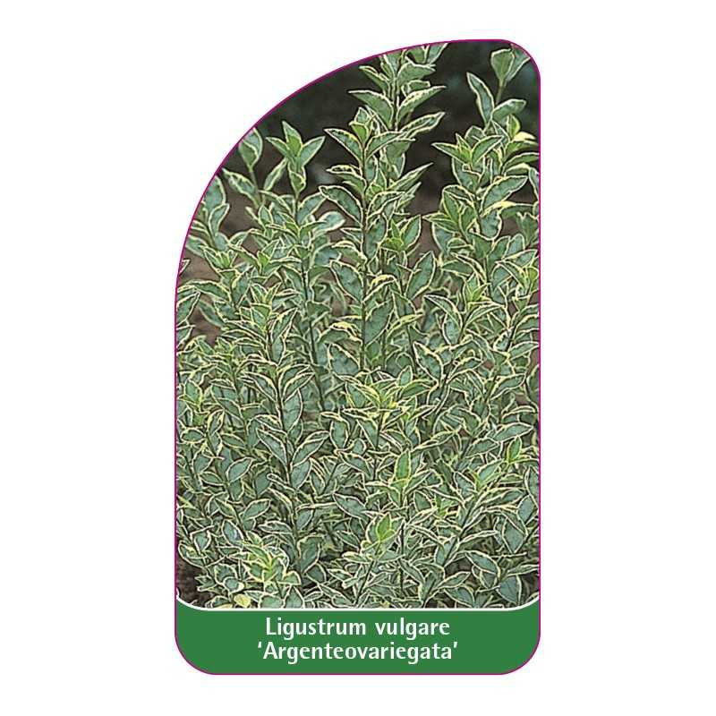 ligustrum-vulgare-argenteovariegata-1