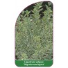 ligustrum-vulgare-argenteovariegata-1