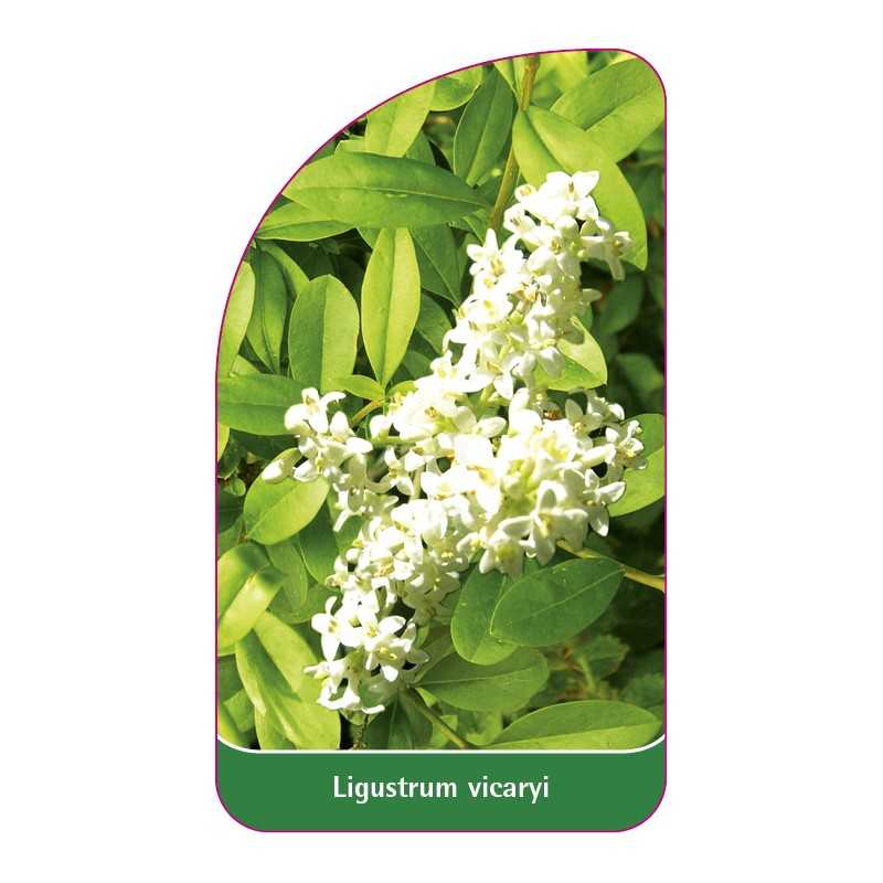 ligustrum-vicaryi1